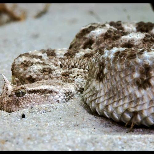 Sand viper