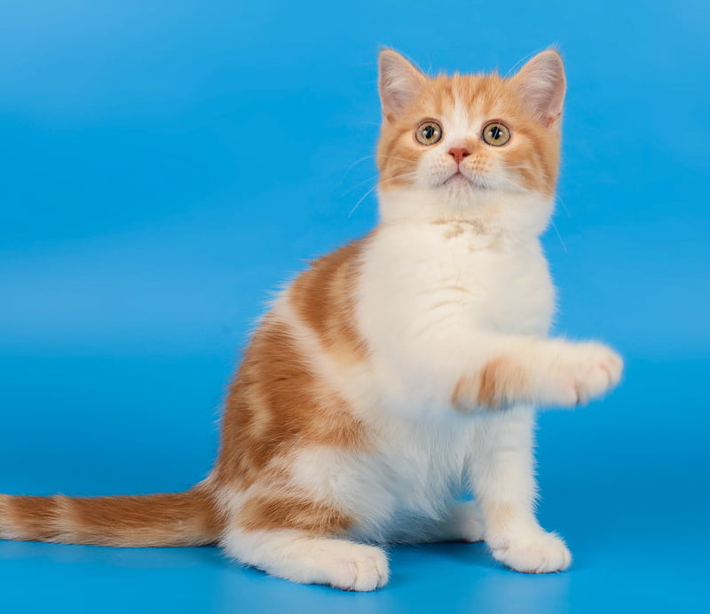 Scottish Straight red bicolor kitten