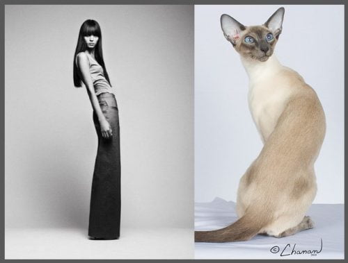 Slender Siamese based on elegance of slender women
