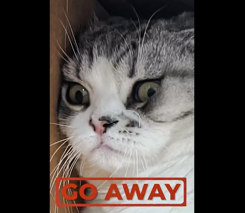 Taylor Swift's cat Meredith hates cameras