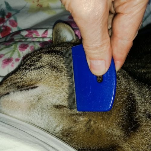There are several advantages to combing your cat with a flea comb