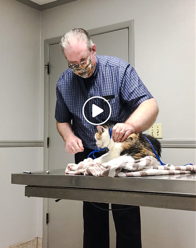Alabama veterinarian , Dr Logan, abuses cat while being filmed