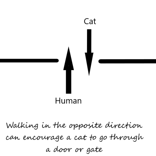Walking in the opposite direction can encourage a cat to go through an open door or gate