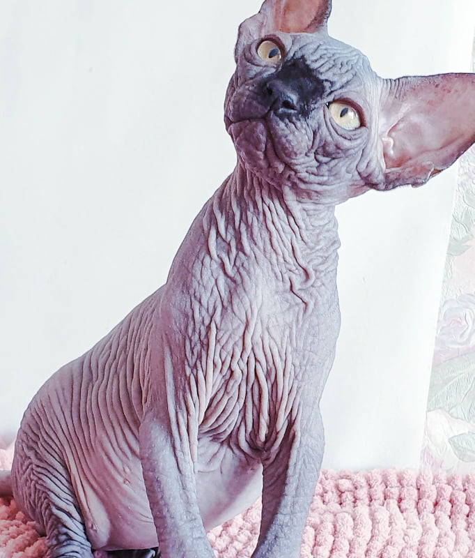 Wrinkly skin of hairless cats is noticeable so what causes it?