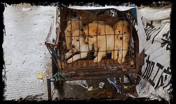 Yulin meat festival. A family of dogs is about to feel immense suffering and pain before being eaten by people.
