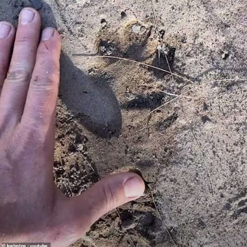 Pawprint of possible mountain lion in Blue Mountains NSW