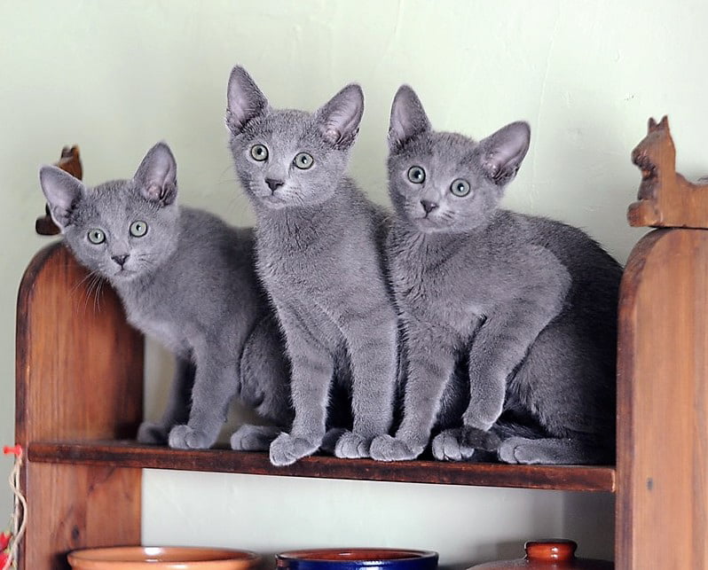3 Russian Blue kittens in Saint Petersburg, Russia