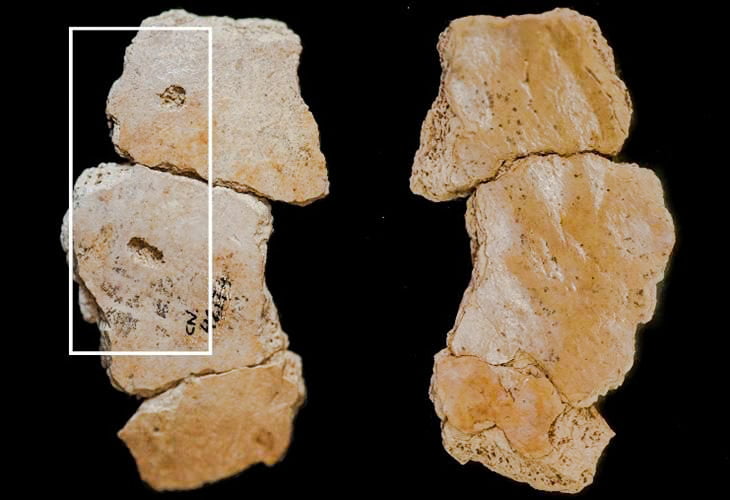 Big cat bite injury to the skull of a Neaderthal child some 100,000 years ago
