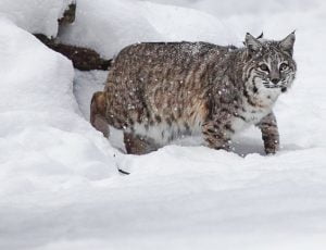 Bobcat den in snowy rock pile