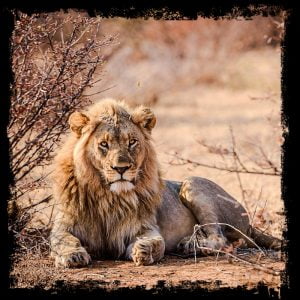 Canned lion hunting might be banned in South Africa