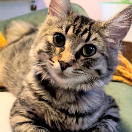 Cats can help us through stressful moments in our lives