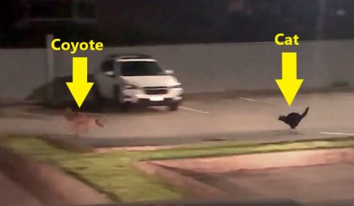 Cat chases coyote in parking lot
