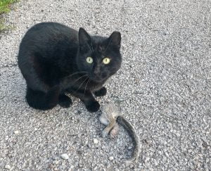 Chicago community cat with remains of a squirrel
