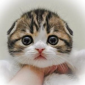 Cute Scottish Fold kitten