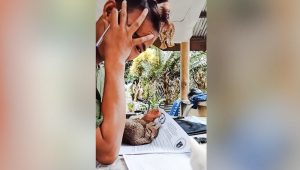 Cute tabby kitten curls on man's papers as he tries to work