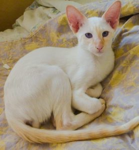 Male Flame point contemporary Siamese from Ukraine