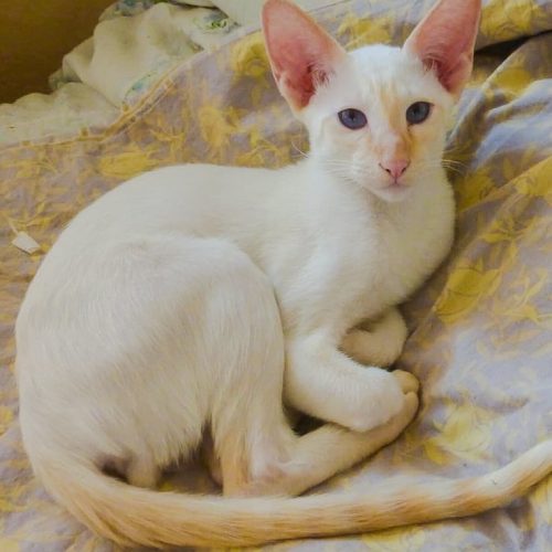 Male Flame point contemporary Siamese from Ukraine