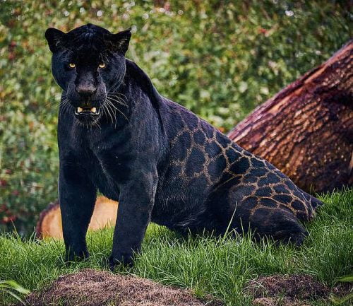 Ghost markings of the black panther aka melanistic jaguar