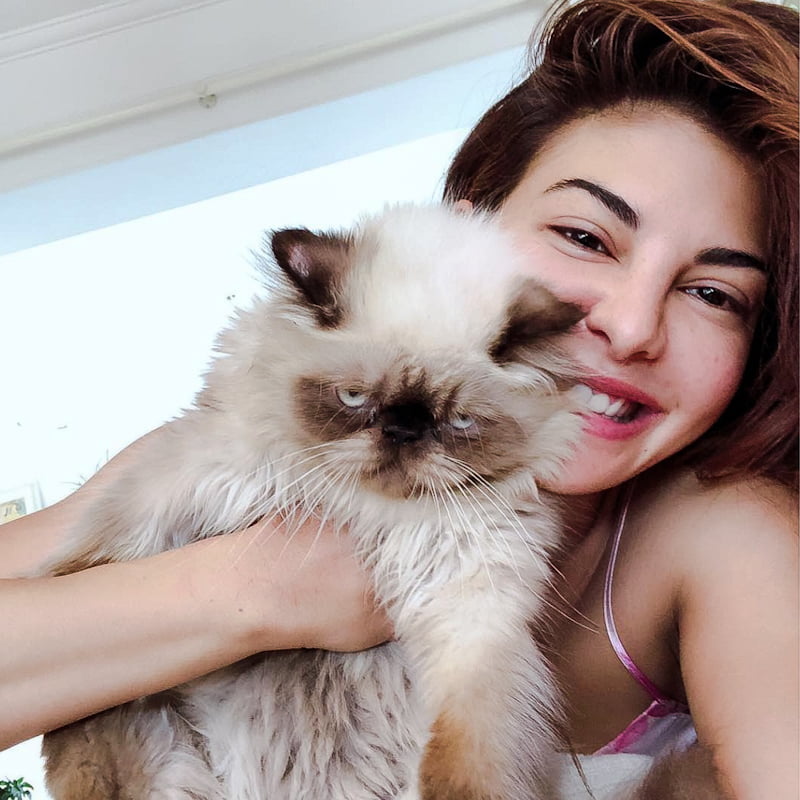 Jacqueline Fernandez and her cat Yoda a Himalayan - pointed Persian