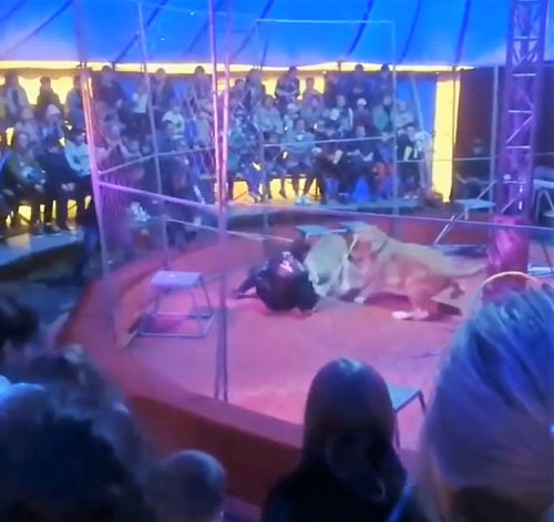 Lioness, Vega, attacks trainer, Maxi Orlov, in circus in Russia