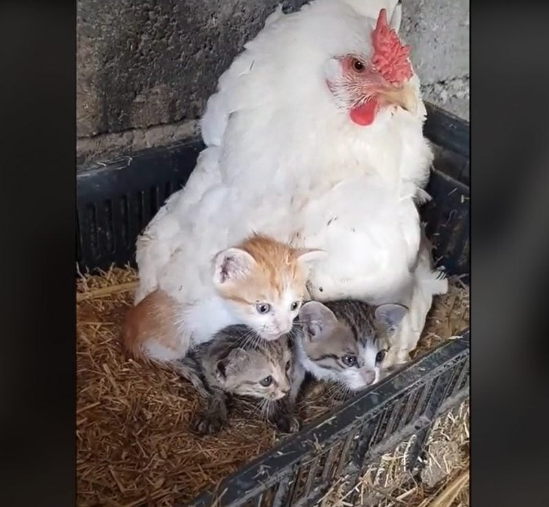 Mother hen incubates three kittens