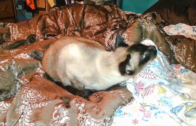 Siamese cat wheezing. Siamese are predisposed to this condition.