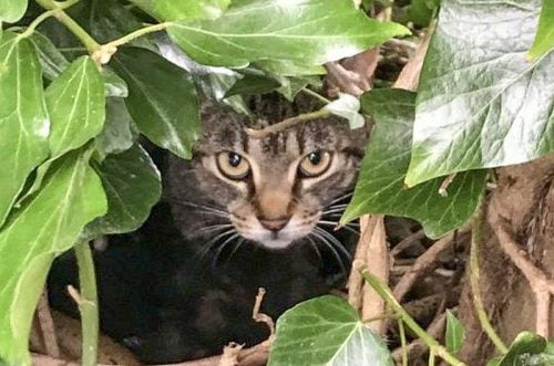 Stray cat makes a den for her kittens and herself in a bird's nest