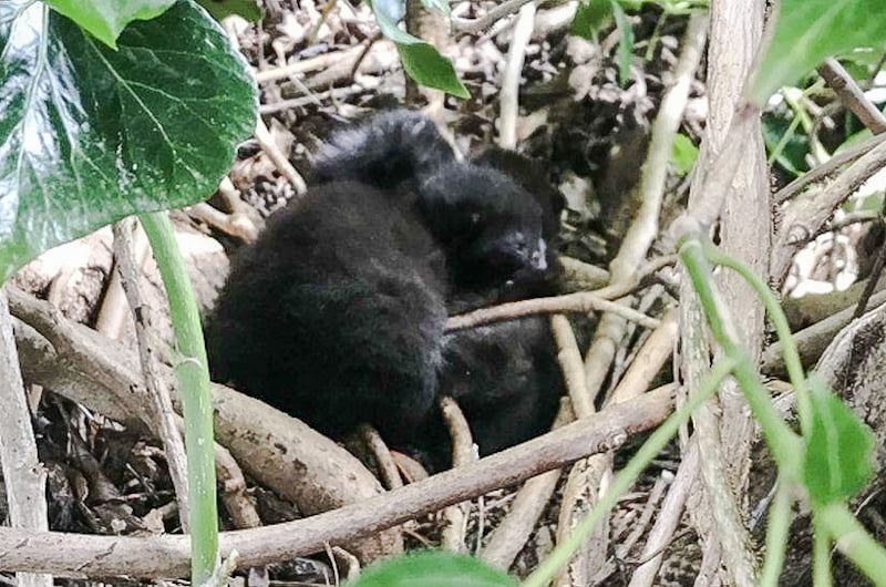 Stray cat makes a den for her kittens in a bird's nest