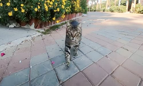 Tabby semi-feral cat greets with a trill