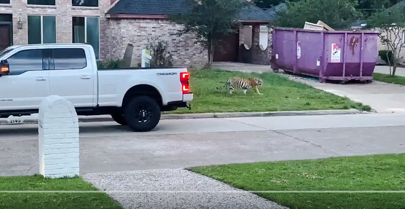 Tiger roaming around West Houston having escaped someone's home where they were a pet