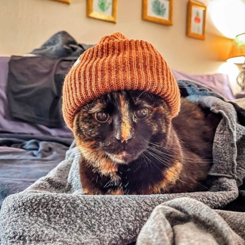 Tortie in a beanie with a blaze