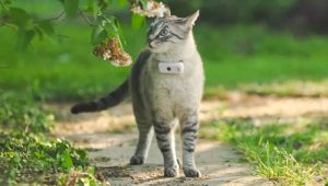 Weenect Cats 2 GPS tracker device worn by a cat