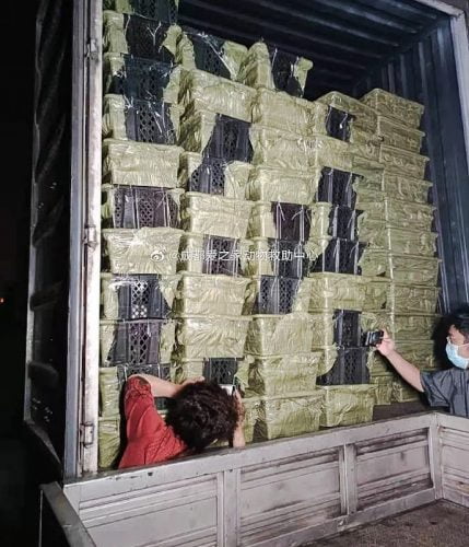 China: volunteers from a rescue organisation photograph pets in pet blind boxes on a lorry before I hope that they save them