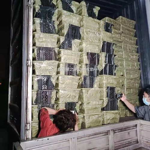 China: volunteers from a rescue organisation photograph pets in pet blind boxes on a lorry before I hope that they save them