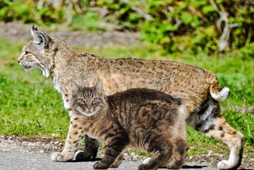 Bobcat compared to the domestic cat
