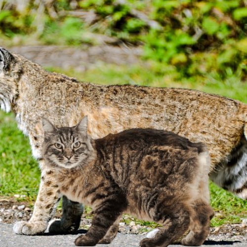 Bobcat compared to the domestic cat