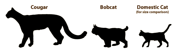 Bobcat size versus domestic cat size as per Michigan.gov