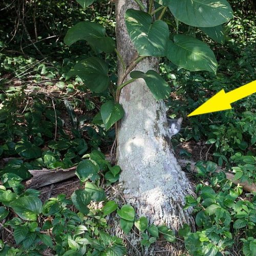 Brazil's Island of the Cats