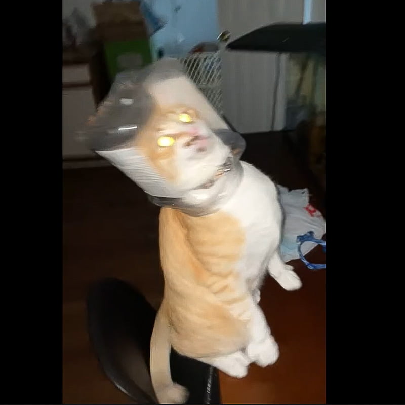 Cat gets his head stuck in a cookie jar