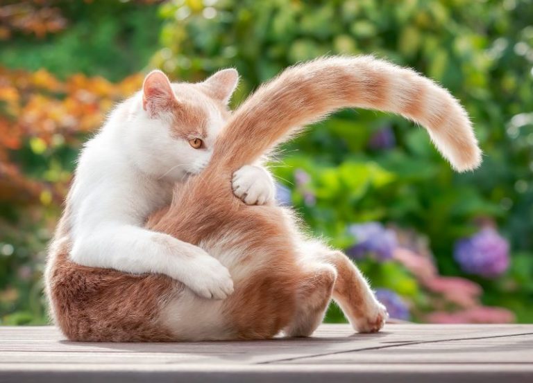 Domestic cat attacks their own tail because of redirected aggression ...