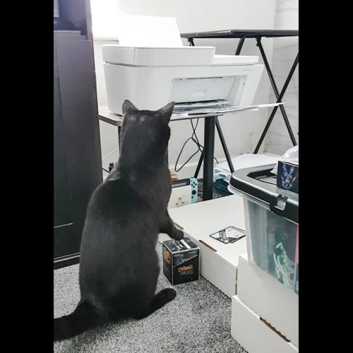 Cat responds defensively to the sounds and movements emanating from a computer printer