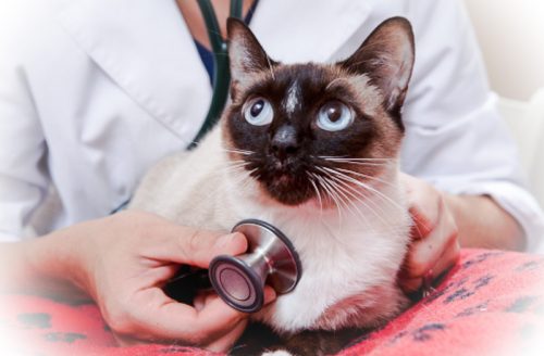 Checking a Siamese cat's heart with a stethoscope