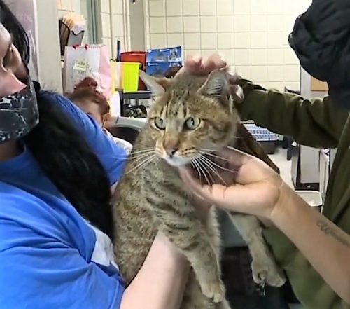 Clouded Jack cat Kashi after capture