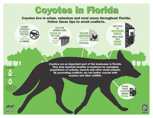 Coyotes in Florida