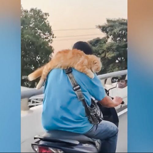 Ginger tabby cat rides on his companion's shoulders while riding motorcycle at 30 mph
