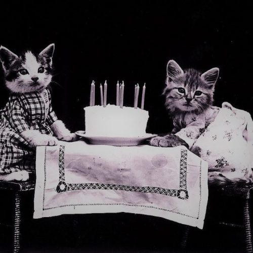 How do I celebrate my cat's birthday?