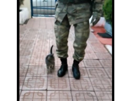Kitten raised on a military base learned to march
