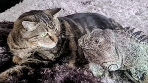 Lizard proposes to cat and wants sex