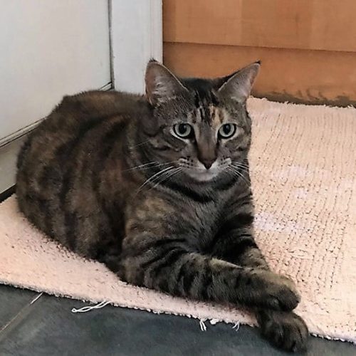 Mia a cat missing from the Florida tower collapse