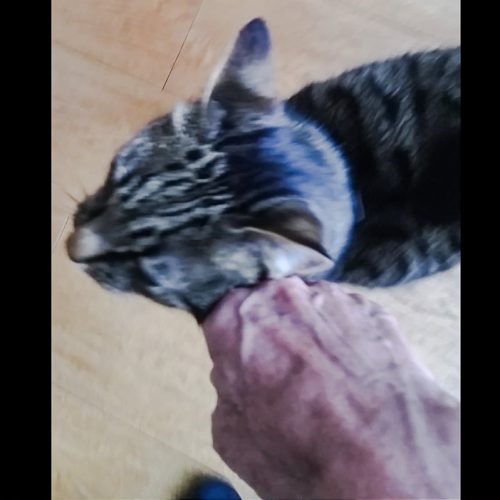 Presenting the back of the hand when greeting a cat